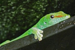 DI-F_2101_207210-Gecko-Vogt_Karl-SB