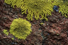DI-F_2301_517905-Flechten-Kuonen_Anny-BR DI-F_2301_517905-Flechten-Kuonen_Anny-BR