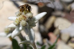 FB-F_2301_145802-Edelweiss-Ruchti_Severin-BE