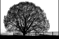 SW-F_2301_253002-Baum_am_Zaun-Maier_Rene-BE