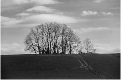 SW-F_2301_495908-Baumgruppe-Schaad_Daniel-OL SW-F_2301_495908-Baumgruppe-Schaad_Daniel-OL