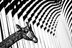 SW-P_2301_673301-Oculus_Giraffe-Schaub_Adrian-BS-Bronze SW-P_2301_673301-Oculus_Giraffe-Schaub_Adrian-BS-Bronze