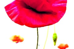 DI-F_2401_229610-Mohn-Ingber_Udo-SB DI-F_2401_229610-Mohn-Ingber_Udo-SB