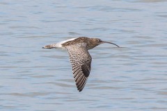 DI-F_2401_566209-Brachvogel-Sauer_Dieter-RH DI-F_2401_566209-Brachvogel-Sauer_Dieter-RH