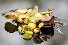 DI-F_2401_692208-Herbst-Schaad_Daniel-OL DI-F_2401_692208-Herbst-Schaad_Daniel-OL