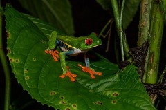 DI-P_2401_156101-Rotaugenlaubfrosch-Paulus_Alexander-BS