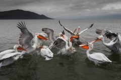 DI-P_2401_463704-Pelicans-vonBallmoos_Magali-BI
