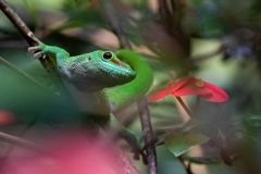 DI-P_2401_688907-Grosser_Madagaskar_Taggecko-Wiederkehr_Tiziana-LZ