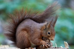 DI-P_2401_717810-Eichhoernchen-Perkhofer_Eduard-SB