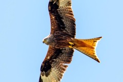 DI-P_2401_884507-Rotmilan-Haenni_Daniel-LZ