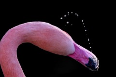 DI-P_2401_981002-Flamingobad-Pochop_Frank-BE