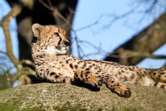 DI-P_2401_159610-Gepard-Perkhofer_Eduard-SB