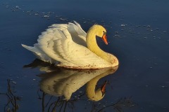 DI-P_2401_224207-Schwan_mit_Spiegelung-Windlin_Rene-LZ DI-P_2401_224207-Schwan_mit_Spiegelung-Windlin_Rene-LZ
