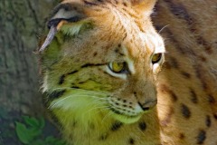 DI-P_2401_269802-Luchs-Ruchti_Severin-BE DI-P_2401_269802-Luchs-Ruchti_Severin-BE