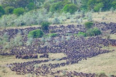 DI-P_2401_418509-Grosse_Tierwanderung_in_der_Serengeti-Studerus_Marianne-RH DI-P_2401_418509-Grosse_Tierwanderung_in_der_Serengeti-Studerus_Marianne-RH