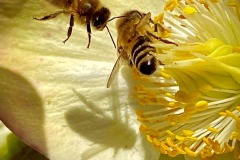 DI-P_2401_428207-Bienen-Windlin_Ursula-LZ DI-P_2401_428207-Bienen-Windlin_Ursula-LZ