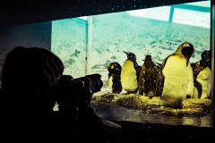 DI-P_2401_393610-Pinguinparade-Ingber_Udo-SB DI-P_2401_393610-Pinguinparade-Ingber_Udo-SB