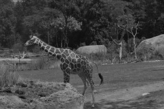 DI-P_2401_632907-Giraffe-Luethi_Ulrich-LZ DI-P_2401_632907-Giraffe-Luethi_Ulrich-LZ