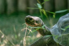 DI-P_2401_704510-Schildkroete-Mueller_Hansjoerg-SB DI-P_2401_704510-Schildkroete-Mueller_Hansjoerg-SB