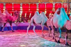 DI-P_2401_958107-Zirkus-Inderbitzin_Heiri-LZ DI-P_2401_958107-Zirkus-Inderbitzin_Heiri-LZ