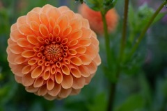 FB-F_2401_355204-Dahlia-Oppliger_Beatrice-BI FB-F_2401_355204-Dahlia-Oppliger_Beatrice-BI