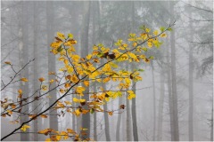 FB-F_2401_578908-Herbststimmung-Jaeggli_Thomas-OL FB-F_2401_578908-Herbststimmung-Jaeggli_Thomas-OL