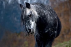 FB-P_2401_702205-Bergpony-Eyer_Tamara-BR FB-P_2401_702205-Bergpony-Eyer_Tamara-BR