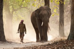 FB-P_2401_169101-Indian_Elephant-Enderlin_Karin-BS