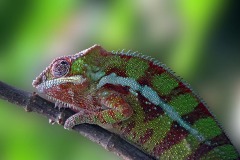 FB-P_2401_229202-Chamaeleon-Schaer_Hans-BE