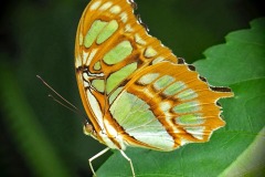 FB-P_2401_190110-Schmetterling-Vogt_Karl-SB