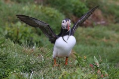 FB-P_2401_221502-Jagdglueck-Zurbruegg_Urs-BE