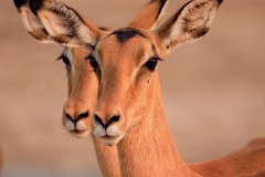 FB-P_2401_273401-Impala-Cappellini_Luca-BS