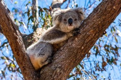 FB-P_2401_360402-Koala-Haltinner_Ralph-BE