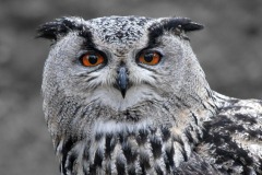 FB-P_2401_545708-scharfer_Blick-Schaad_Daniel-OL FB-P_2401_545708-scharfer_Blick-Schaad_Daniel-OL