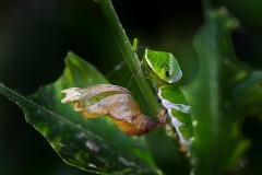 FB-P_2401_560109-Schmetterlingraupe-Simbuerger_Beat-RH FB-P_2401_560109-Schmetterlingraupe-Simbuerger_Beat-RH
