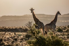 FB-P_2401_999705-Giraffen-Heinzen_Stephan-BR FB-P_2401_999705-Giraffen-Heinzen_Stephan-BR