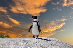 FB-P_2401_508410-Pinguin-Battaglia_Robert-SB FB-P_2401_508410-Pinguin-Battaglia_Robert-SB