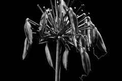 SW-F_2401_658405-Filigran-Nanzer_Annelis-BR SW-F_2401_658405-Filigran-Nanzer_Annelis-BR