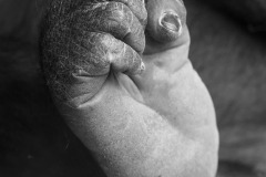 SW-P_2401_321510-Fuss-Lippuner_Hans-SB