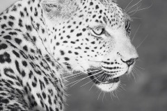 SW-P_2401_548601-Leopard_II-Cappellini_Luca-BS SW-P_2401_548601-Leopard_II-Cappellini_Luca-BS