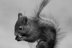 SW-P_2401_248702-Black_Squirrel-Lauber_Armin-BE SW-P_2401_248702-Black_Squirrel-Lauber_Armin-BE