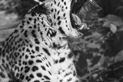 SW-P_2401_397202-Gaehnender_Leopard-Jaunin_Anne-Christine-BE SW-P_2401_397202-Gaehnender_Leopard-Jaunin_Anne-Christine-BE