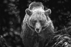 SW-P_2401_662501-Slovenian_Bear-Enderlin_Karin-BS SW-P_2401_662501-Slovenian_Bear-Enderlin_Karin-BS