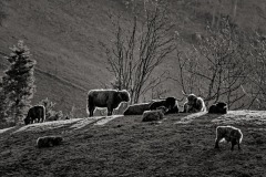 SW-P_2401_110408-Highlanders-Hunziker_Hans-Peter-OL SW-P_2401_110408-Highlanders-Hunziker_Hans-Peter-OL