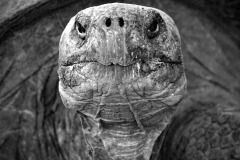 SW-P_2401_265010-Schildkroete-Vogt_Karl-SB SW-P_2401_265010-Schildkroete-Vogt_Karl-SB