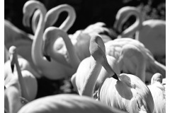 SW-P_2401_468705-Flamingo-Blatter_Christoph-BR SW-P_2401_468705-Flamingo-Blatter_Christoph-BR