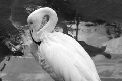 SW-P_2401_653302-Flamingo-Ruchti_Severin-BE SW-P_2401_653302-Flamingo-Ruchti_Severin-BE