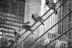 SW-P_2401_893601-NY_Streetworker-Loeffler_Nicole-BS SW-P_2401_893601-NY_Streetworker-Loeffler_Nicole-BS