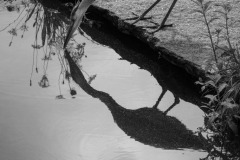 SW-P_2401_950102-Reiher_am-Wasser-Stoeckli_Manuel-BE