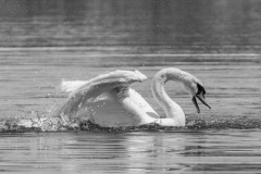SW-P_2401_497702-Kampfschwan-Sellschopp_Ursula-BE SW-P_2401_497702-Kampfschwan-Sellschopp_Ursula-BE
